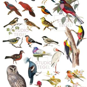 Decal sheets Vogels- Studio Tegel